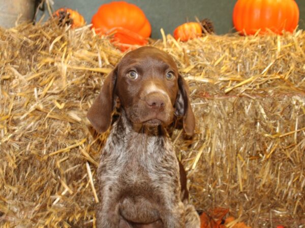 German Shorthair Pointer DOG Female Liver and White 19099 Petland Rome, Georgia