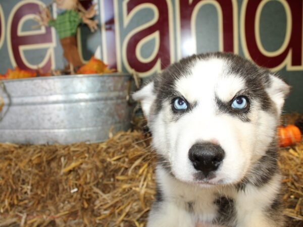 Siberian Husky DOG Male Black Grey and White 19100 Petland Rome, Georgia