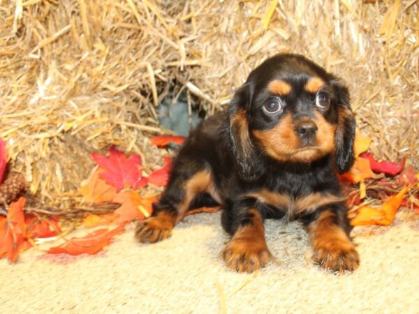 Cavalier King Charles Spaniel DOG Male Black and Tan 8594 Petland Rome, Georgia