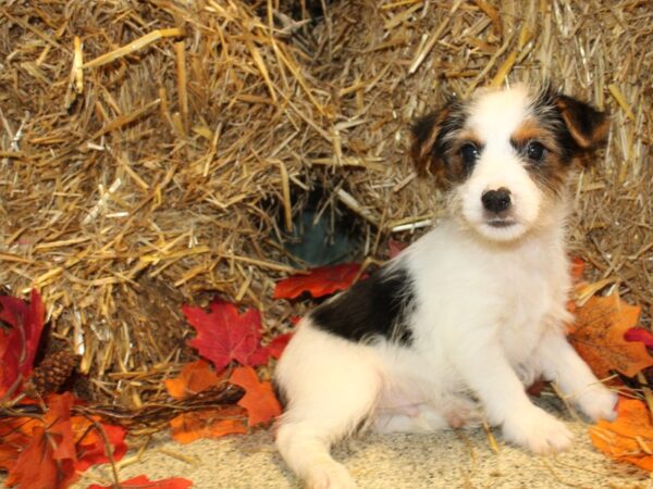 Biewer Yorkshire Terrier-DOG-Male-Black White and Gold-19108-Petland Rome, Georgia