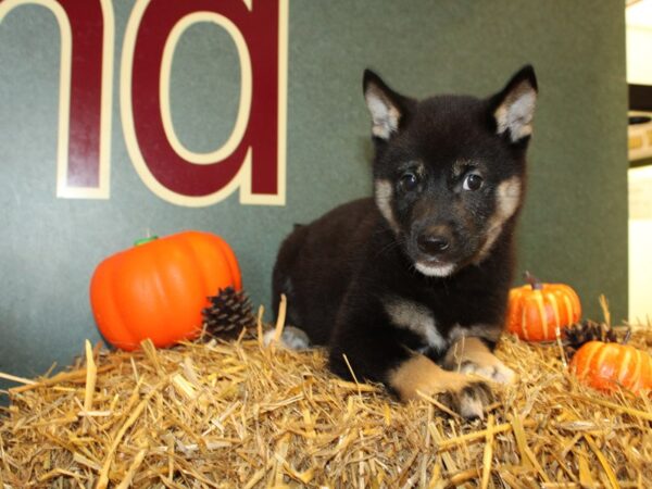 Shiba Inu DOG Male Black and Tan 19107 Petland Rome, Georgia