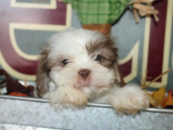 Teddy DOG Male brown white 19111 Petland Rome, Georgia