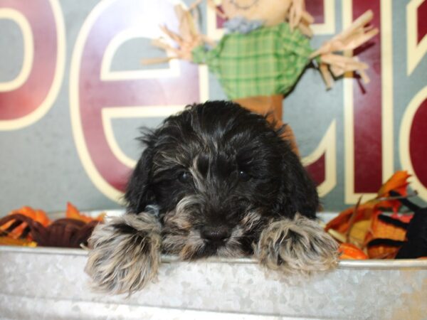 Schnoodle DOG Male Silver/Blk Phantom 19110 Petland Rome, Georgia