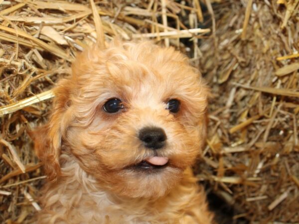 CavaPooChon-DOG-Male-RED-19113-Petland Rome, Georgia