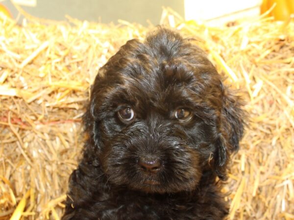 Cockadoodle DOG Female Blk 19115 Petland Rome, Georgia