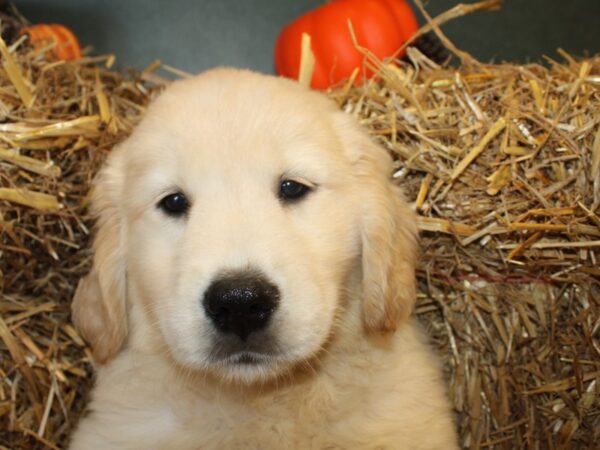 Golden Retriever DOG Male Golden 8595 Petland Rome, Georgia