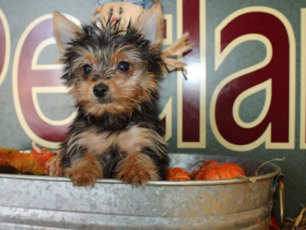 Yorkshire Terrier DOG Male Black / Gold 8593 Petland Rome, Georgia