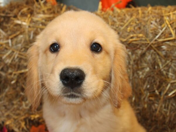 Golden Retriever DOG Female Golden 19109 Petland Rome, Georgia