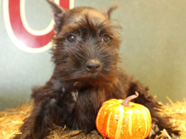 Miniature Schnauzer DOG Female Black 19105 Petland Rome, Georgia