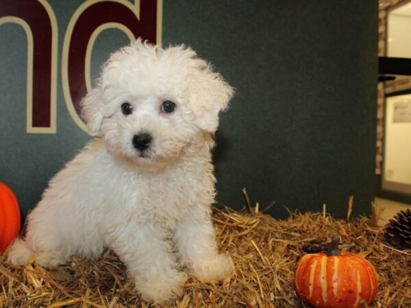 Bichon Frise DOG Male White 19104 Petland Rome, Georgia