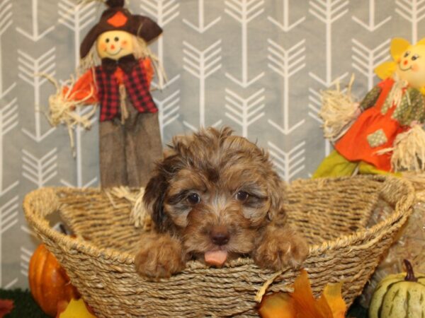 Yorkiepoo-DOG-Female-CHOC MERLE-8602-Petland Rome, Georgia