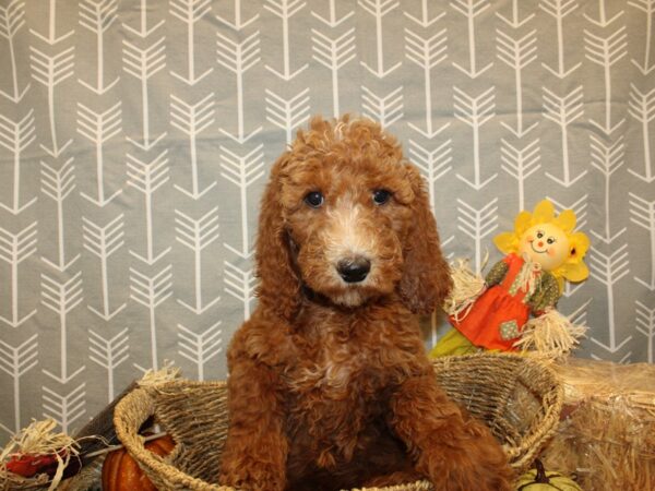 Goldendoodle DOG Female Red White 8599 Petland Rome, Georgia