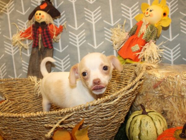 Chihuahua DOG Female Cream and White 19118 Petland Rome, Georgia