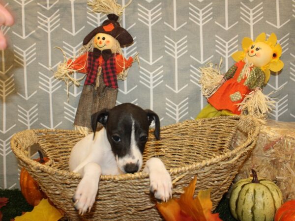 Italian Greyhound DOG Female White and Black 8640 Petland Rome, Georgia