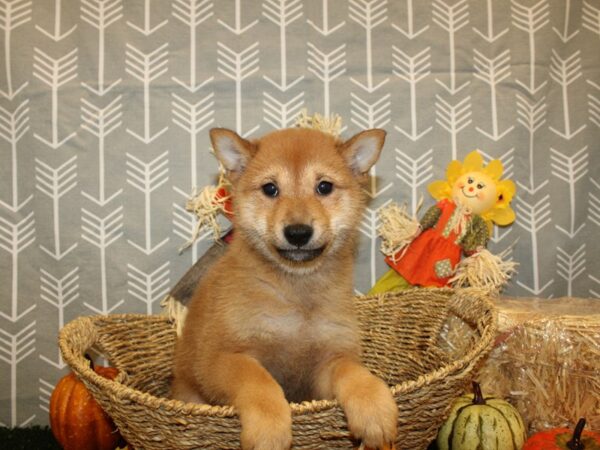 Shiba Inu DOG Male Red 19119 Petland Rome, Georgia