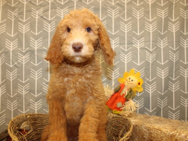 Goldendoodle DOG Female Cream 19117 Petland Rome, Georgia