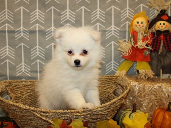 Pomeranian DOG Male SABLE WHITE 19136 Petland Rome, Georgia