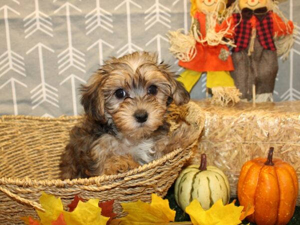 Yorkiepoo DOG Female BROWN WH 19128 Petland Rome, Georgia