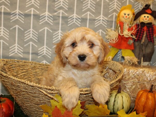 Cavachon DOG Male RUBY 19129 Petland Rome, Georgia