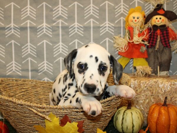 Dalmatian DOG Female blk & wh 19140 Petland Rome, Georgia