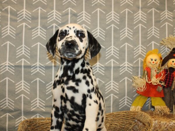 Dalmatian-DOG-Male-blk & wh-19139-Petland Rome, Georgia