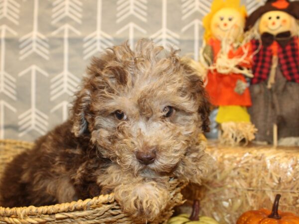 Miniature Poodle DOG Male CHOC MERLE 19132 Petland Rome, Georgia