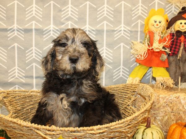 F2 MINI GOLDENDOODLE DOG Female Blue Merle 19127 Petland Rome, Georgia