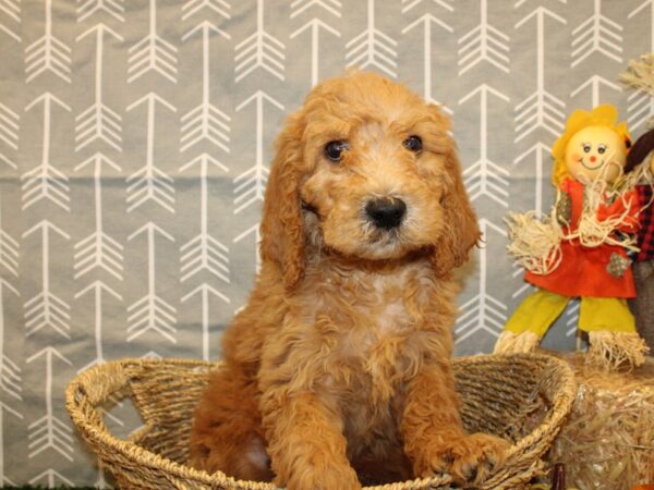 F2 MINI GOLDENDOODLE-DOG-Male-Dark Red-19125-Petland Rome, Georgia