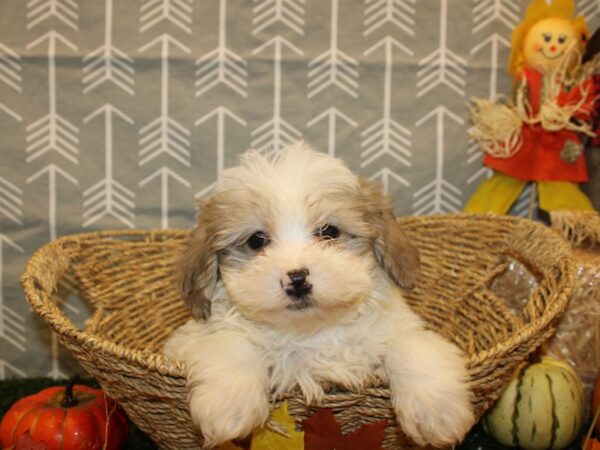 Shih Poo DOG Male brown white 8606 Petland Rome, Georgia