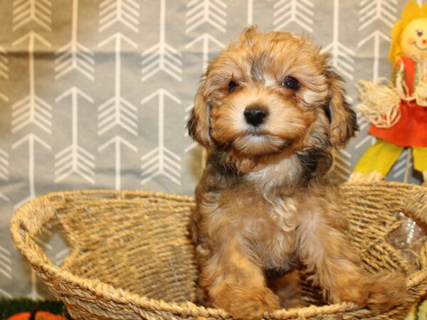 Yorkie Poo-DOG-Female-BROWN WH-8607-Petland Rome, Georgia