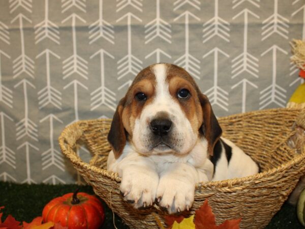 Walrus-DOG-Male-Brown White-8605-Petland Rome, Georgia