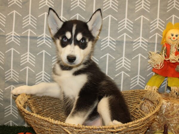 Siberian Husky DOG Male Black & White 8604 Petland Rome, Georgia