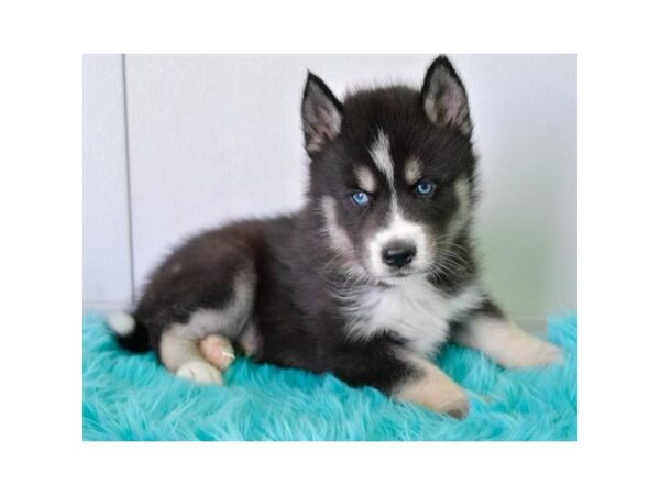 Siberian Husky DOG Male Black / White 19141 Petland Rome, Georgia