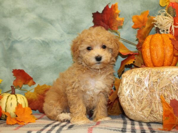 Bichapoo DOG Female RED 8613 Petland Rome, Georgia