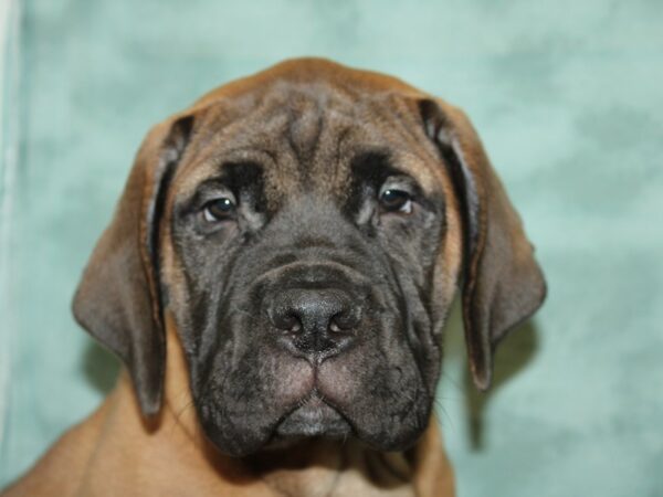 Bullmastiff DOG Female Fawn 8609 Petland Rome, Georgia