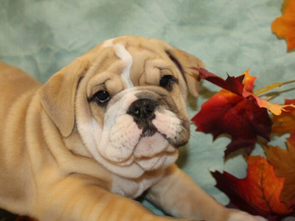 English Bulldog DOG Male Fawn and White 19143 Petland Rome, Georgia