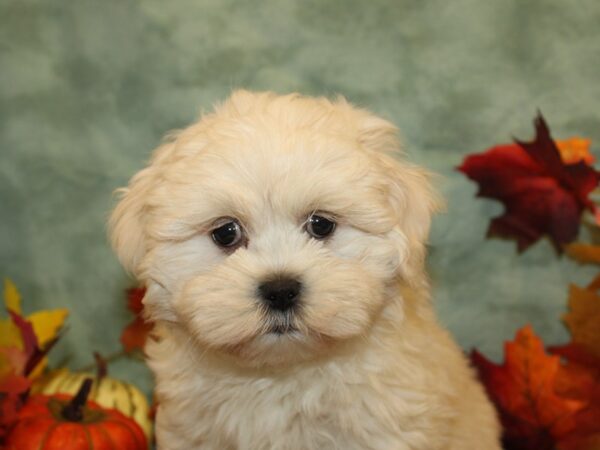 Lhasa Apso DOG Male CREAM WH 19148 Petland Rome, Georgia