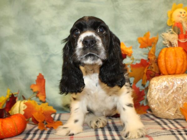 Cocker Spaniel DOG Male Black and White 19145 Petland Rome, Georgia