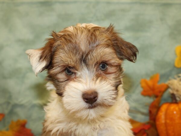 Havanese DOG Male BROWN WHITE 19149 Petland Rome, Georgia