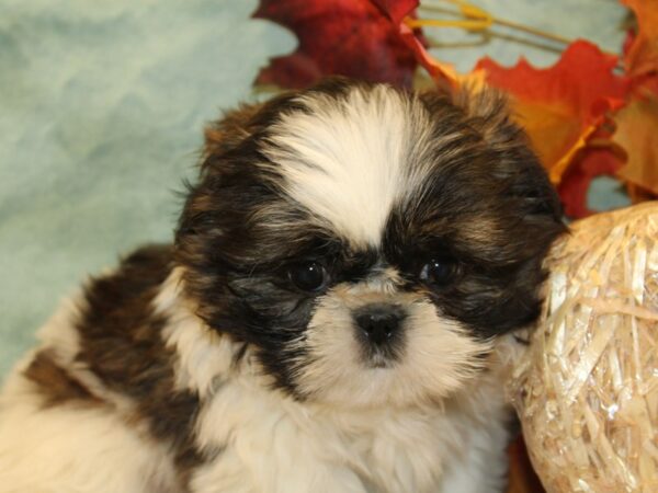 Shih Tzu DOG Female BROWN WH 19147 Petland Rome, Georgia