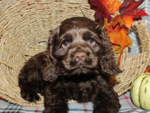 Cocker Spaniel DOG Female CHOC 19159 Petland Rome, Georgia