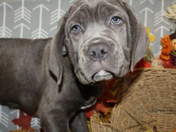 Cane Corso DOG Female Grey 19153 Petland Rome, Georgia