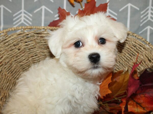 Bichon Frise DOG Male WH 8620 Petland Rome, Georgia