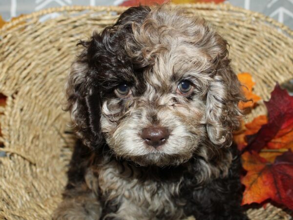 Cockapoo-DOG-Female-CHOC MERLE-8619-Petland Rome, Georgia