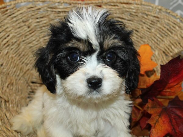 Cavachon DOG Female tri 8618 Petland Rome, Georgia