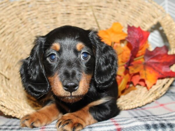 Dachshund DOG Male BLK TAN 8617 Petland Rome, Georgia