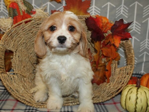 Cava Chon-DOG-Male-BLENHIEM-19157-Petland Rome, Georgia