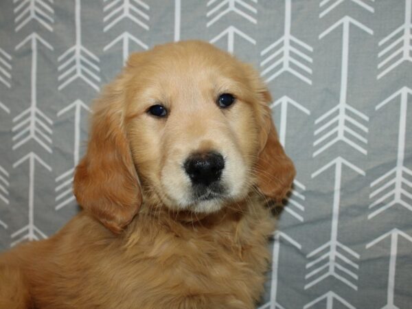 Golden Retriever DOG Female Golden 19155 Petland Rome, Georgia