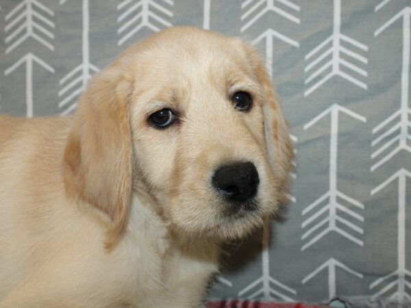 Labradoodle-DOG-Female-Yellow-19154-Petland Rome, Georgia