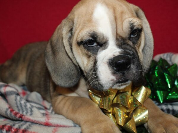 Bulldog/Bulldog-Beagle DOG Female Fawn Sable 8625 Petland Rome, Georgia